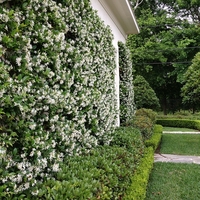 Момин жасмин (трицветен) Trachelospermum jasminoides