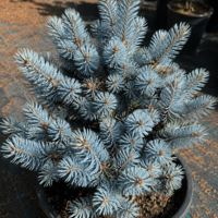 Сребрист смърч ‘Globosa’ Picea pungens ‘Globosa’
