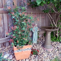 Орлов нокът катерлив Lonicera caprifolium