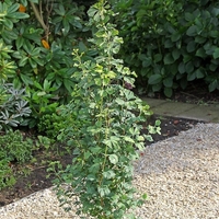 Гинко билоба Ginkgo biloba