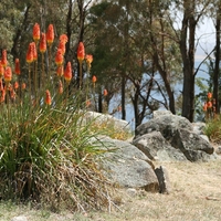 Книфофия Kniphofia uvaria