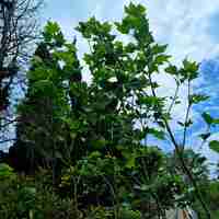 Източен чинар 'Platanus orientalis'