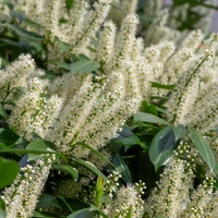 Лавровишня  Prunus laurocerassus