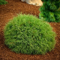Туя западна ‘Bowling Ball’ Thuja occidentalis ‘Bowling Ball’