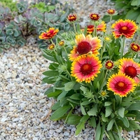 Гайлардия Gaillardia aristata