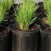 Ерагростис (тревица) Eragrostis spp.