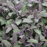 Салвия (градински чай) Salvia officinalis
