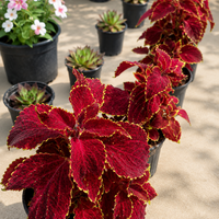 Копривка (Coleus spp.)