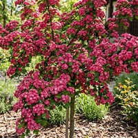 Глог ‘Paul’s Scarlet’ Crataegus laevigata ‘Paul’s Scarlet’
