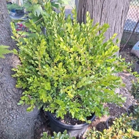 Чемшир (обикновен) Buxus sempervirens