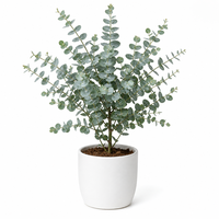 Евкалипт 'Eucalyptus spp.'