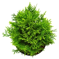 Туя Даника	Thuja occ. 