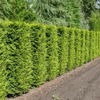 Туя ‘Brabant’ Thuja occidentalis ‘Brabant’