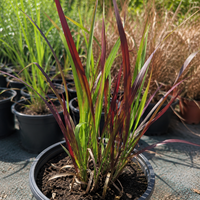 Императа ‘Red Baron’ Imperata cylindrica ‘Red Baron’