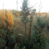 Аризонски кипарис Cupressus arizonica