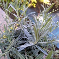 Лавандула ‘Hidcote’ Lavandula angustifolia ‘Hidcote’