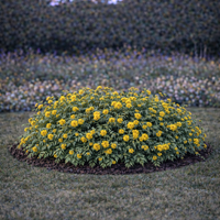 Керия японска Kerria japonica