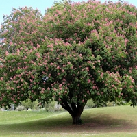 Конски кестен Aesculus hippocastanum