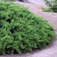 Хвойна сабина Juniperus sabina