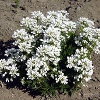 Иберис Iberis sempervirens