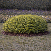 Орлов нокът постилащ се Lonicera pileata