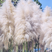 Кортадерия бяла, пампаска трева	Cortaderia selloana white
