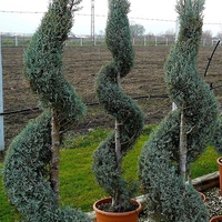 Лейландов кипарис (спирала) Cupressocyparis leylandii