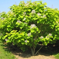 Каталпа ‘Aurea’ Catalpa bignonioides ‘Aurea’
