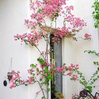 Бугенвилия (микс) Bougainvillea spp.