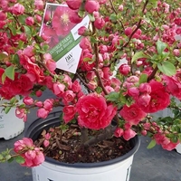 Дюля декоративна ‘Pink Lady’ Chaenomeles japonica ‘Pink Lady’