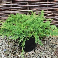 Хвойна хоризонтална ‘Prince of Wales’ Juniperus horizontalis ‘Prince of Wales’