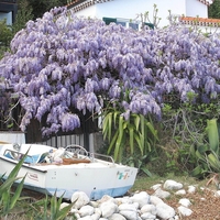 Глициния китайска Wisteria chinensis