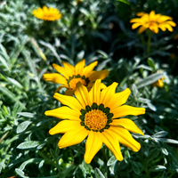 Газания 'Gazania spp.'