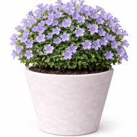 Кампанула (камбанка) Campanula carpatica