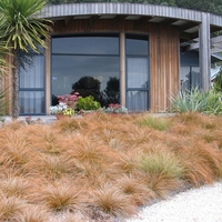 Карекс (съчмолистна острица) Carex spp.