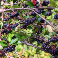 Арония	Аronia macrocarpa