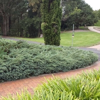 Хвойна хоризонтална ‘Wiltonii’ Juniperus horizontalis ‘Wiltonii’