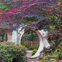 Албиция ‘Summer Chocolate’ Albizia julibrissin ‘Summer Chocolate’