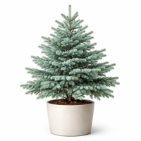 Едноцветна ела Abies concolor