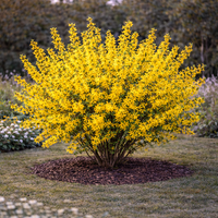 Форзиция (междинна) Forsythia × intermedia