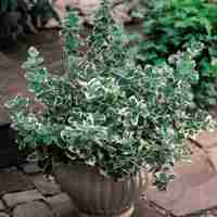 Евонимус ‘Emerald Gaiety’ Euonymus fortunei ‘Emerald Gaiety’