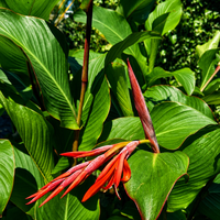 Кана индийска 'Canna indica'