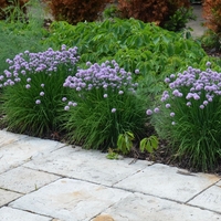Декоративен лук ‘Christophii’ Allium cristophii
