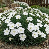 Алпийски карамфил / Dianthus alpinus