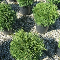 Туя ‘Tiny Tim’ Thuja occidentalis ‘Tiny Tim’