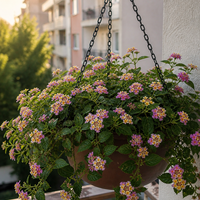 Лантана 'Lantana camara'
