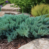 Хвойна хоризонтална ‘Blue Chip’ Juniperus horizontalis ‘Blue Chip’