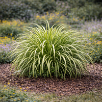 Карекс (съчмолистна острица) Carex spp.