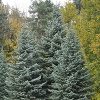 Едноцветна ела Abies concolor