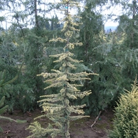 Кедър атласки плачещ ‘Glauca Pendula’ Cedrus atlantica ‘Glauca Pendula’
